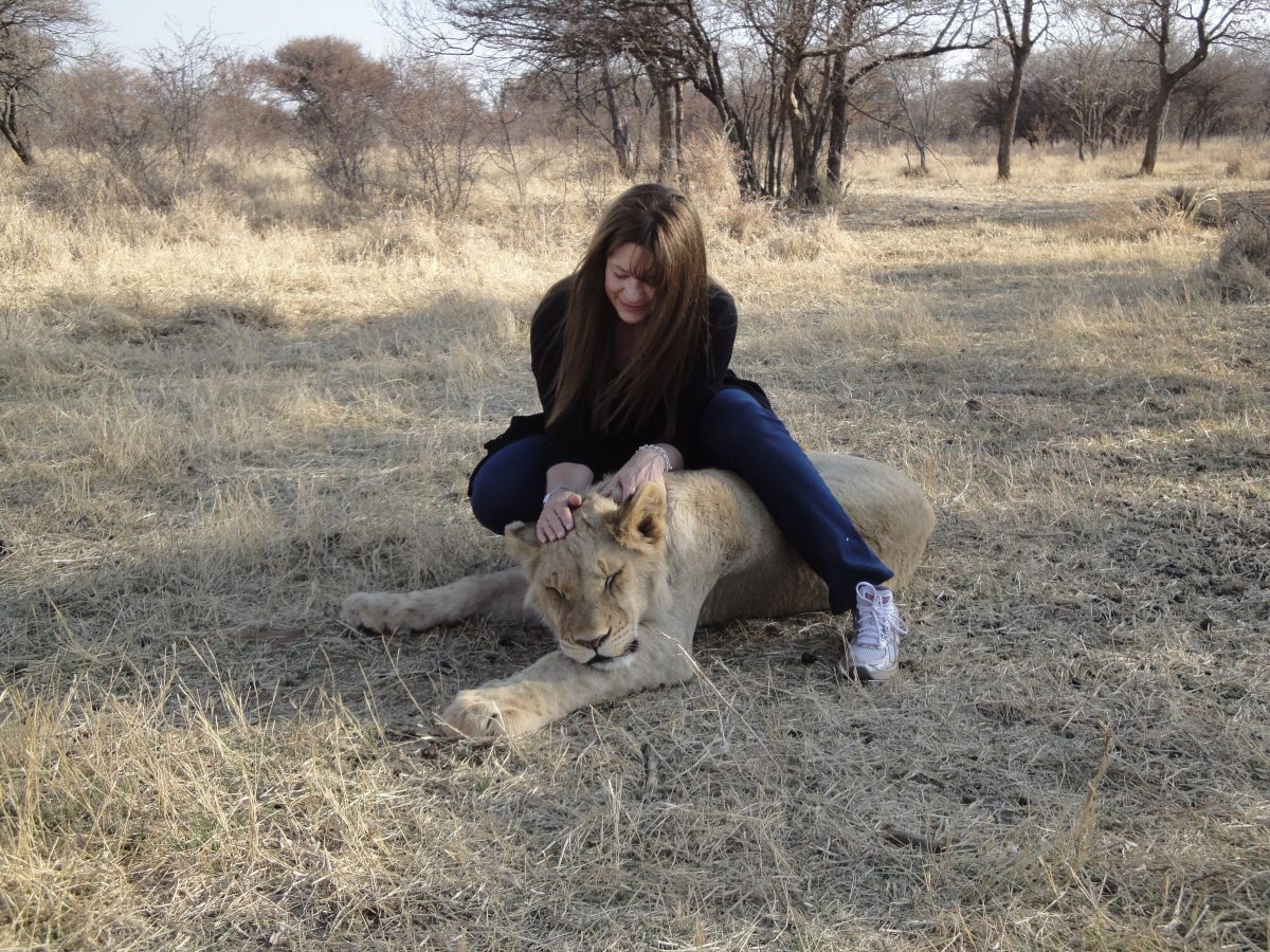 Reiki in action Ronel Byleveld gives Reiki to a lioness